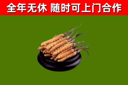 牡丹江回收散虫草